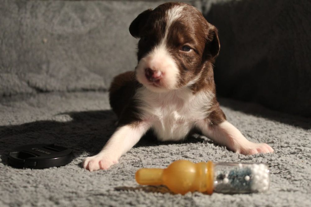 щенок бордер колли