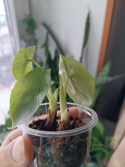 Распродажа растений