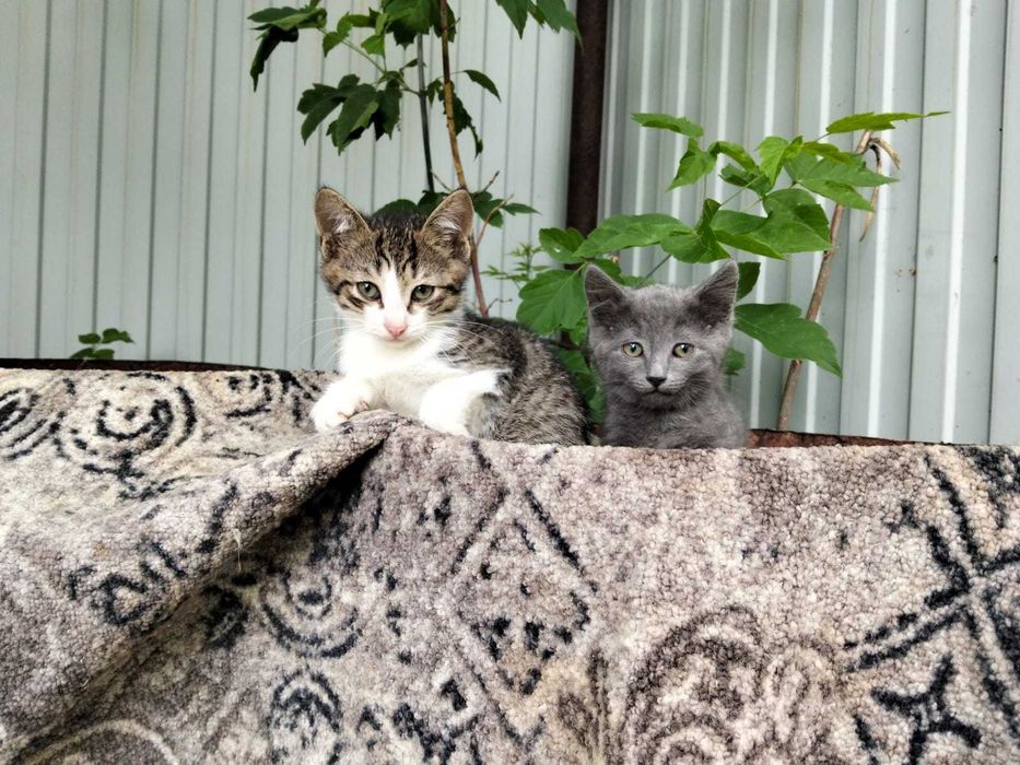 отдам котят в добрые руки