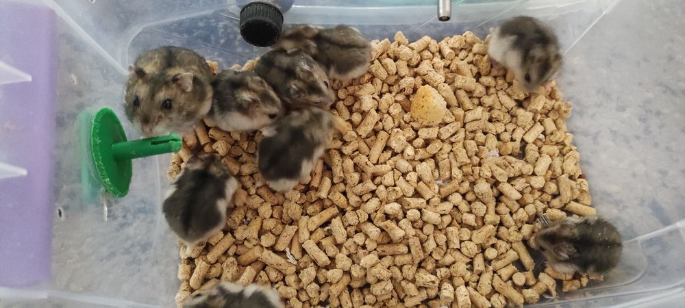 Джунгарики хомяки