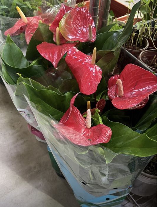 Комнатные растения