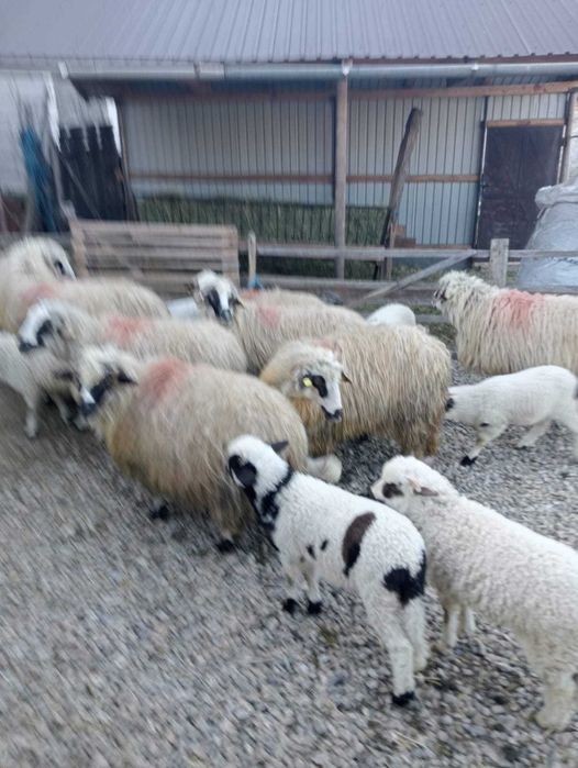 7 oi tinere cu miei – frumoase, grase, crescute natural, 1200 lei/buc