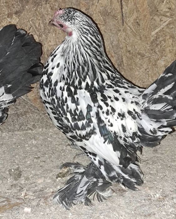 Vând ouă de găini Mii de flori