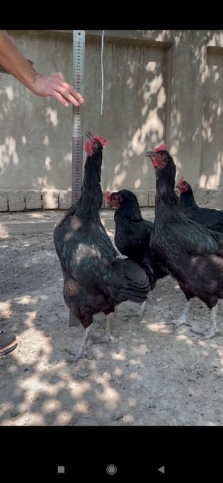 Shu ota onasi hozir bolalar huddi shunaqa balandlida