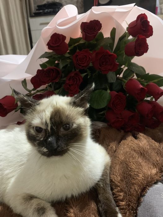 Отдам кошечку сиамскую