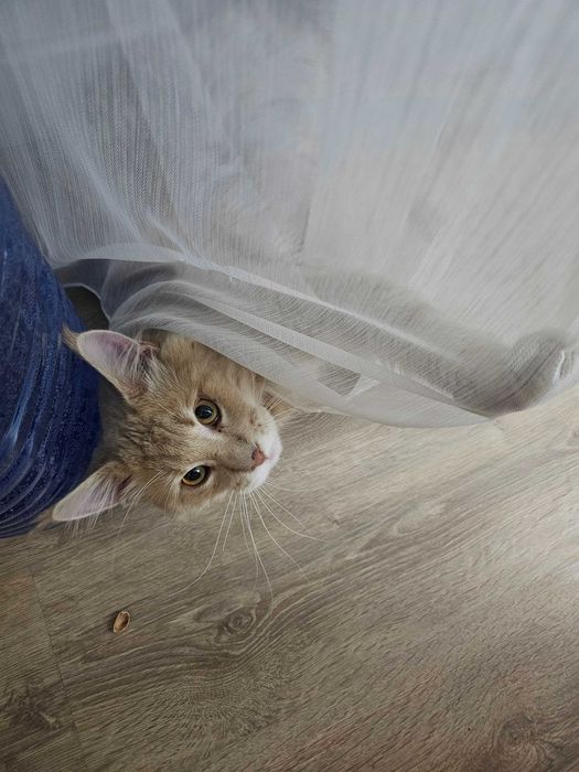 Кот породы мейн кун
