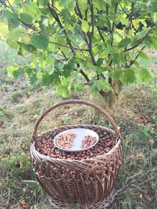 Alune de pădure bio