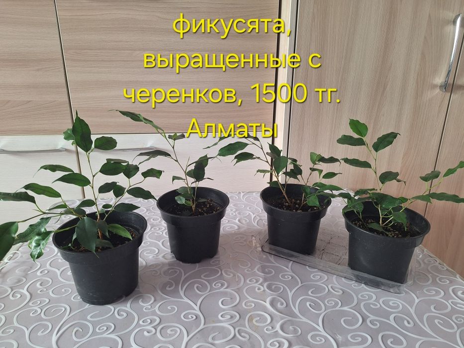 Фикус бенджамина