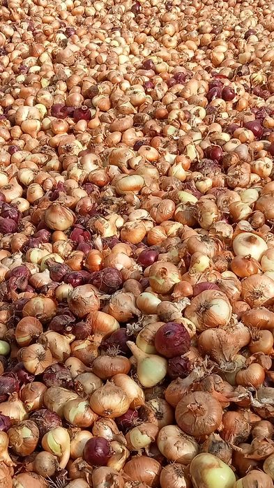 Ceapă galbenă și roșie Romania