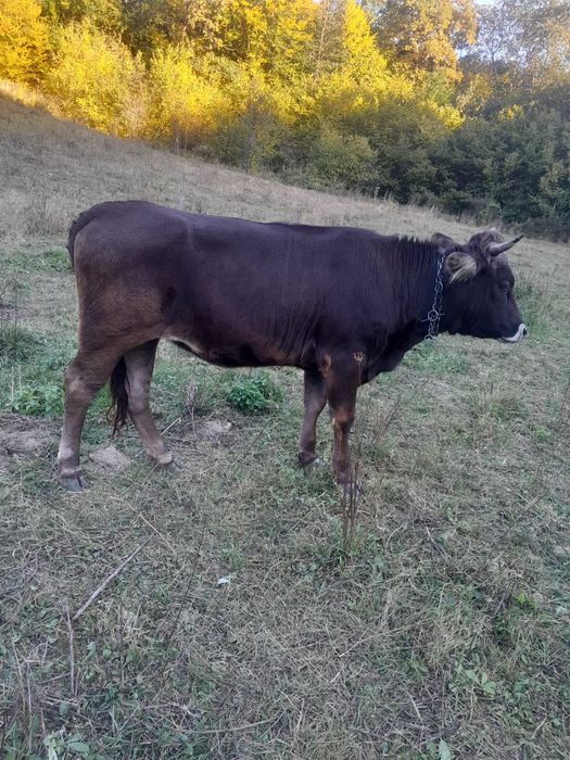 Vând juninca tânără