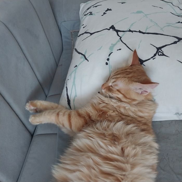 Отдам кота в добрые руки бесплатно