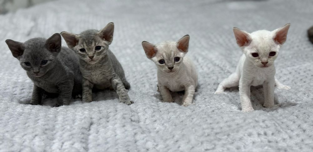 Продаются чистопородные котята породы Девон Рекс /Toza zotli Devon Rex