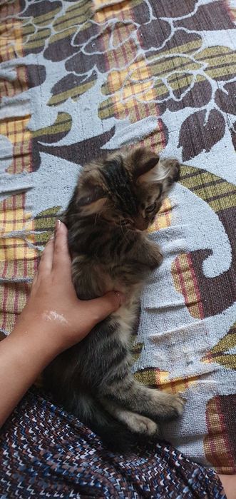 Пародистая кошка