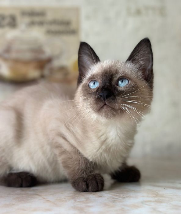 срочно сиамские котята