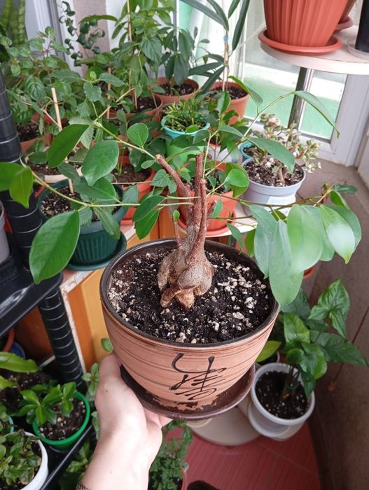 Продам комнатные растения