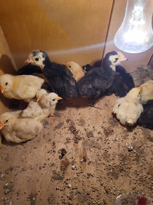 Индюшата 2 дневные