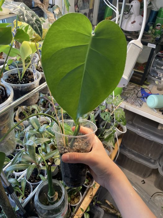 Комнатные растения