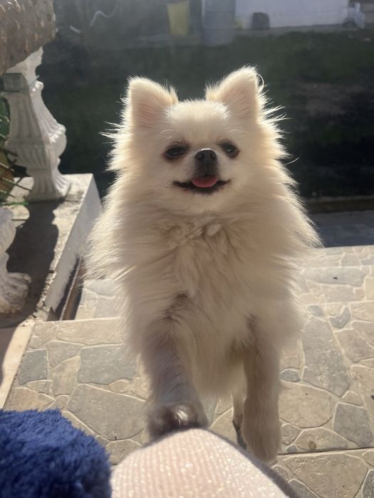 Femela pomeranian adulta cu pedigree FCI
