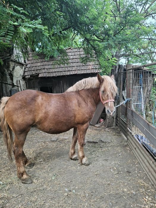 Vând iapă frumoasă și cuminte