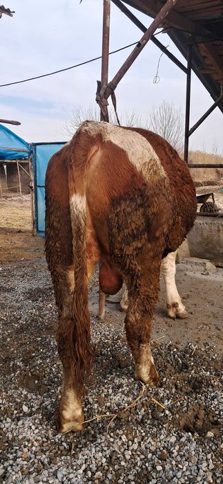 Шу суратдаги бука