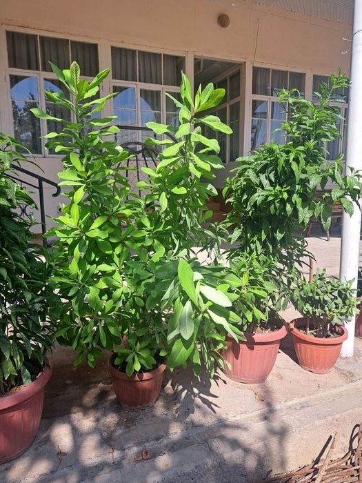 Honaki dekorotiv va dorivor gullar