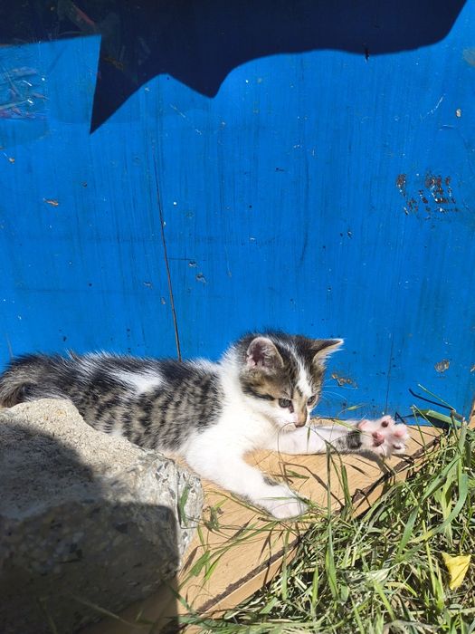 Подарявам котенца