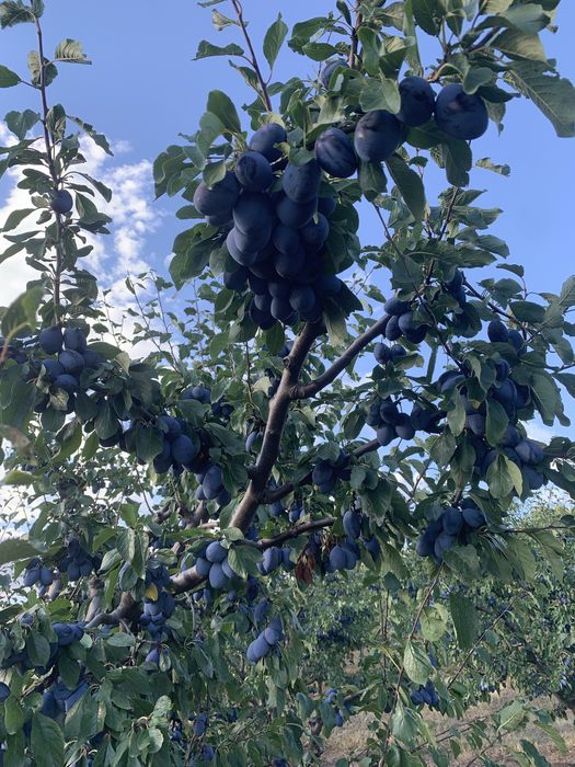 Vand prune pentru tuica/consum