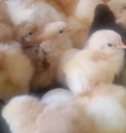 Продавам яйца и птиците Кохинг стандарт. Жълт Орпигтон. Брама