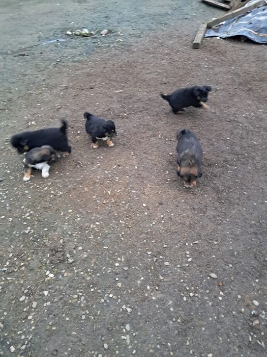 Donez catelusi talie mica