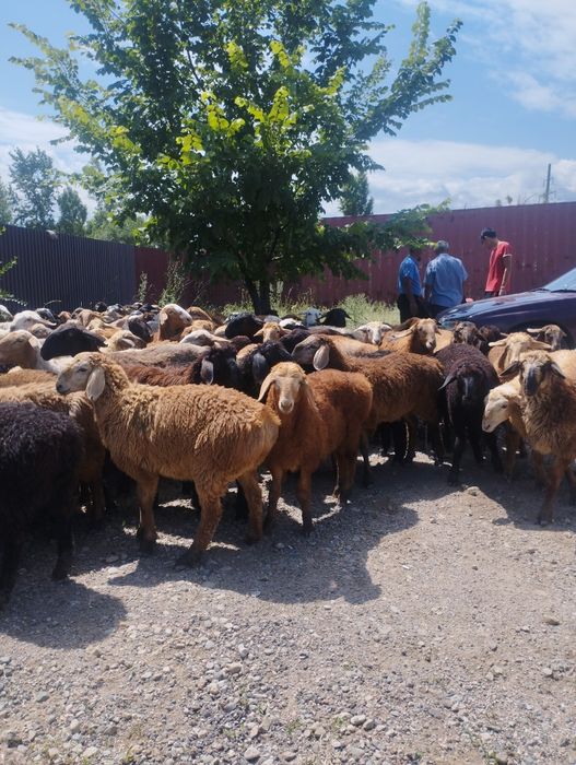 Бараны,барашки,токтушки