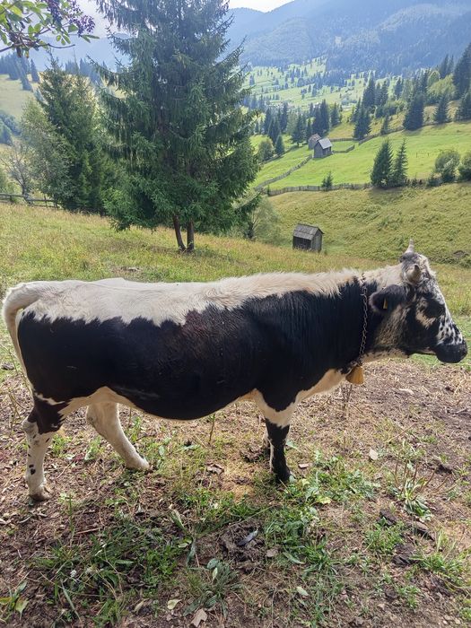 Vând 2 juninci una  de 9 luni și una de 11  luni