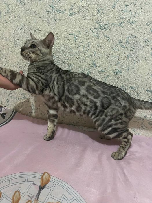 Прадаётся бенгал