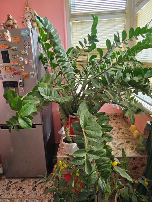 Замиокулкас в саксия