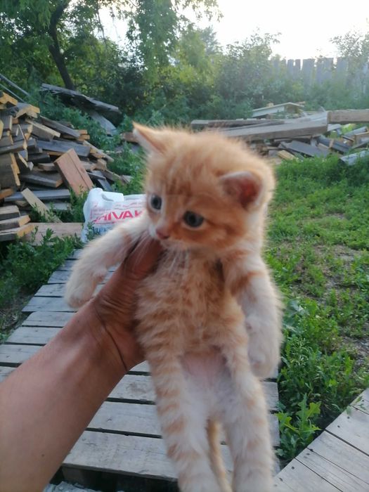 Кошки котята 4 котёнка