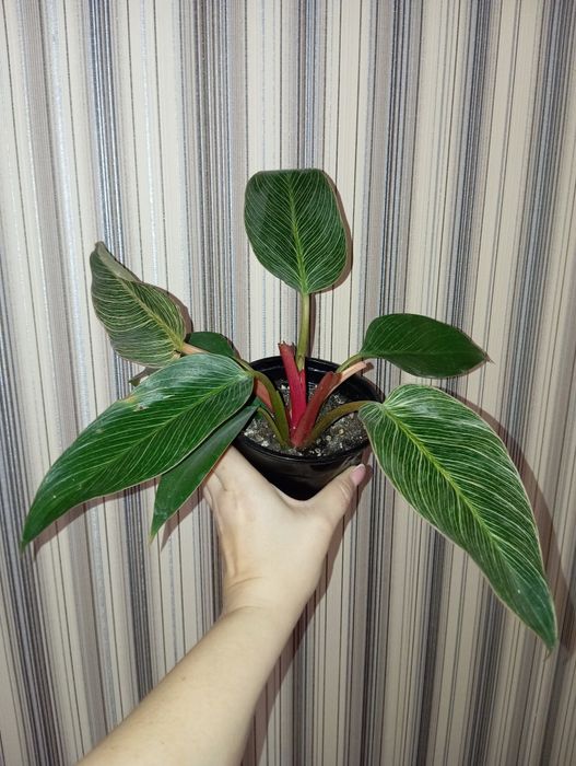 Продам Филодендрон