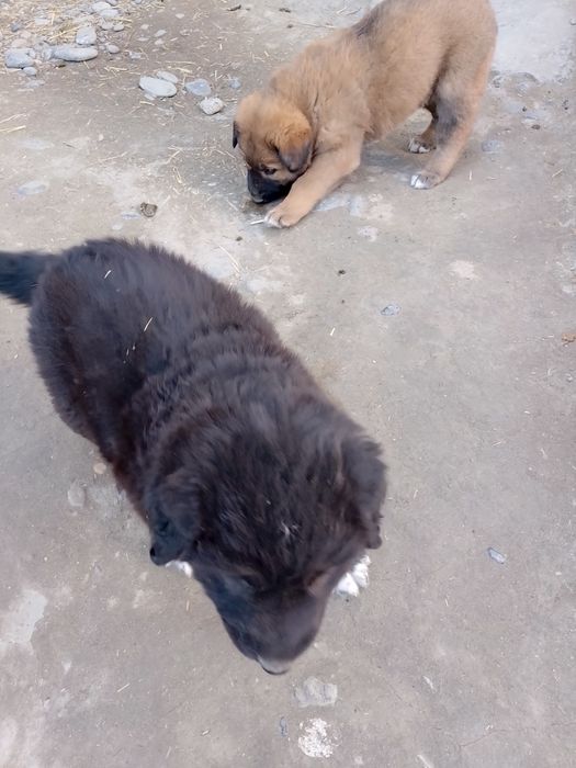 Alabay zottor it bolasi koʻrinishi zoʻr bir yarim oylik