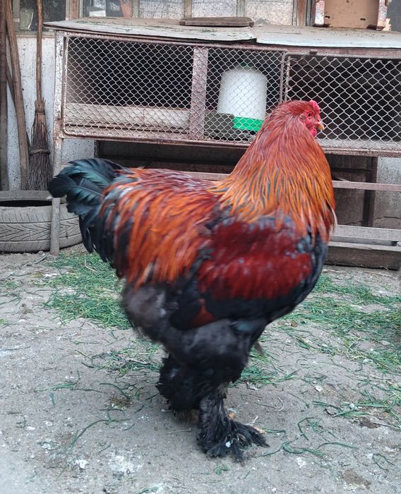 Cocoși rasă de vânzare