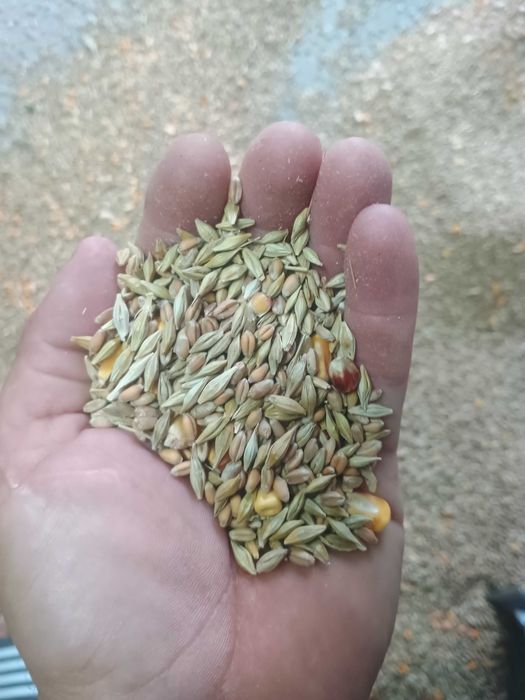 Măcinătură (uruială) pentru animale
