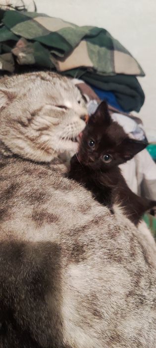 Отдам котят в добрые руки