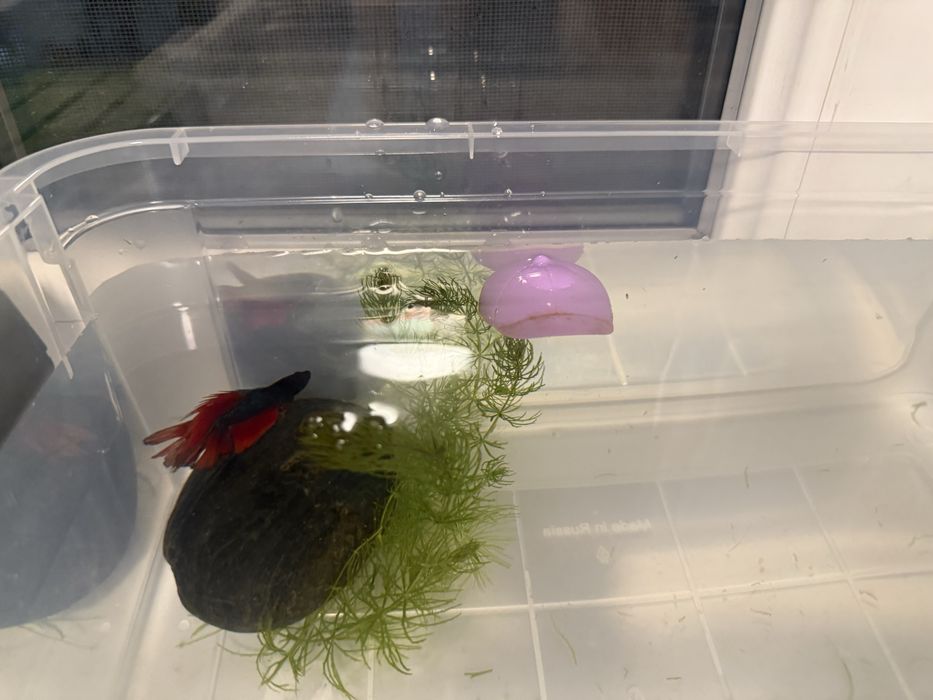 Аквариум на выбор и рыбка петушок