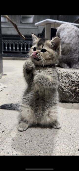 Scottish Fold va Scottish Straight Toza qon Chinchilla Sotuvda