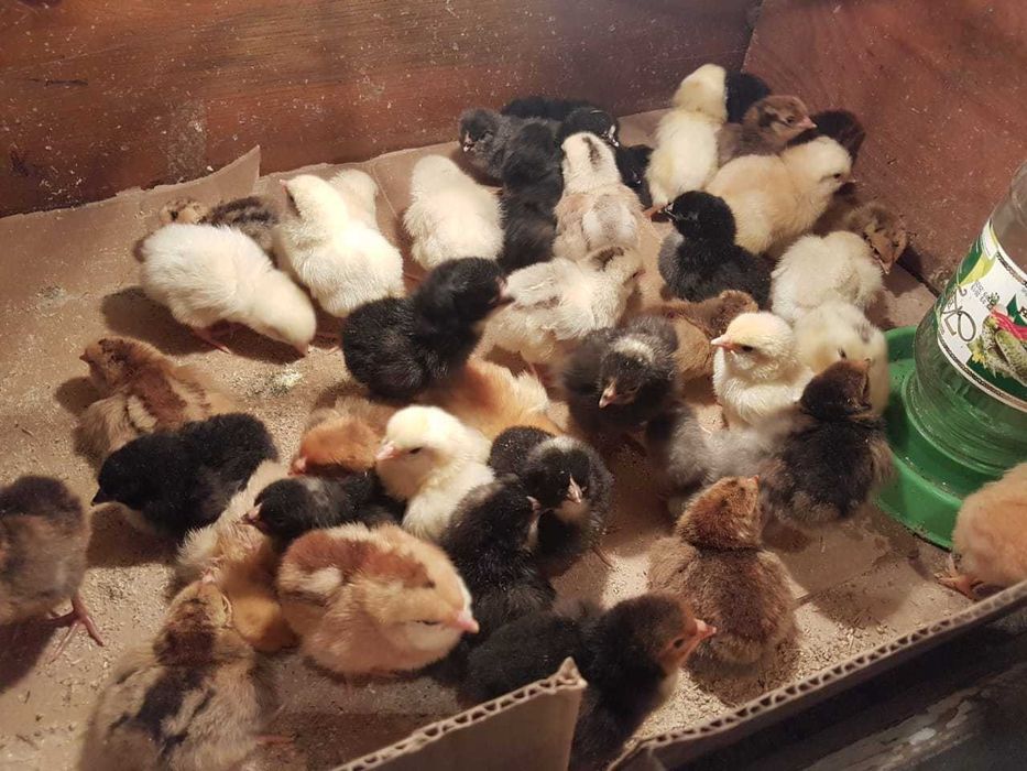 Продам молодого петуха