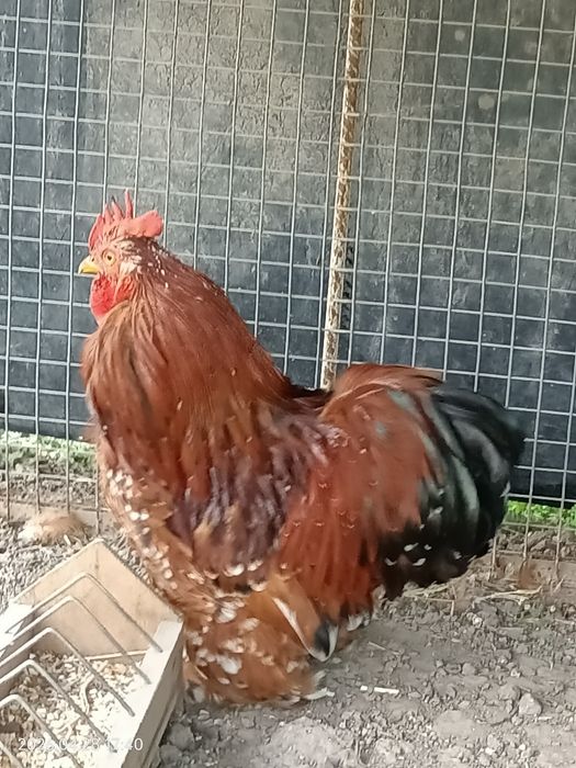 Карликовый кохинхин