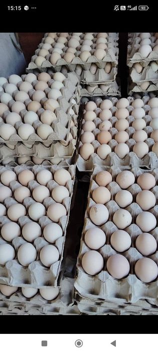De vânzare ouo.  Proaspete