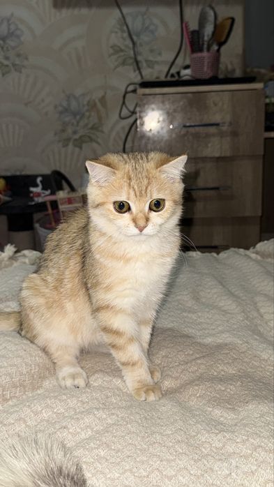 Британская шиншилла