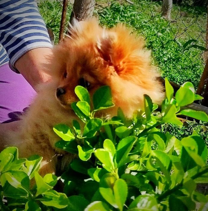 Щенки померанского шпица