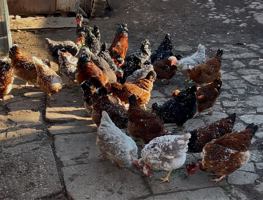 Oua incubat gaini motate golase