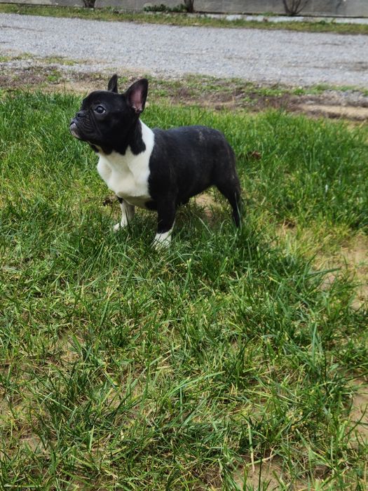 Femelă Bulldog Francez