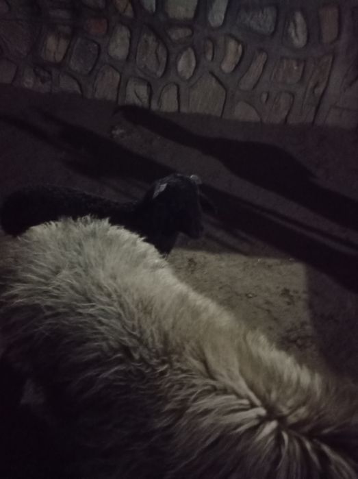 Она бола куй сотилади срочно