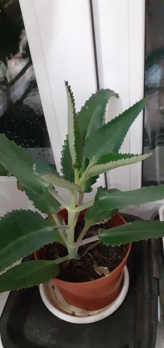 Каланхоэ лечебный